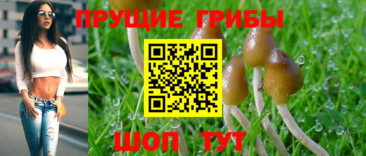 Псилоцибиновые грибы Cubensis  Вход с VPN  Шали 